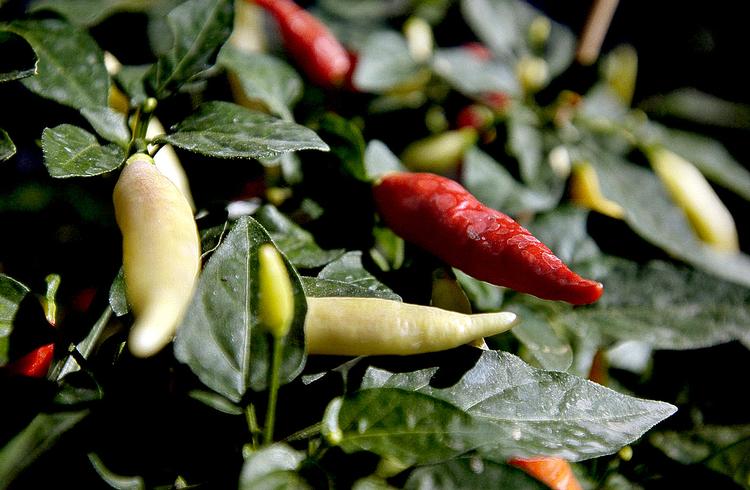 Udeplantning. Planter du i spanden, bør disse vare lavet at Polyethylen (PE) eller Polypropylen  (PP), der begge er plasttyper der ikke afgiver problematiske stoffer. 