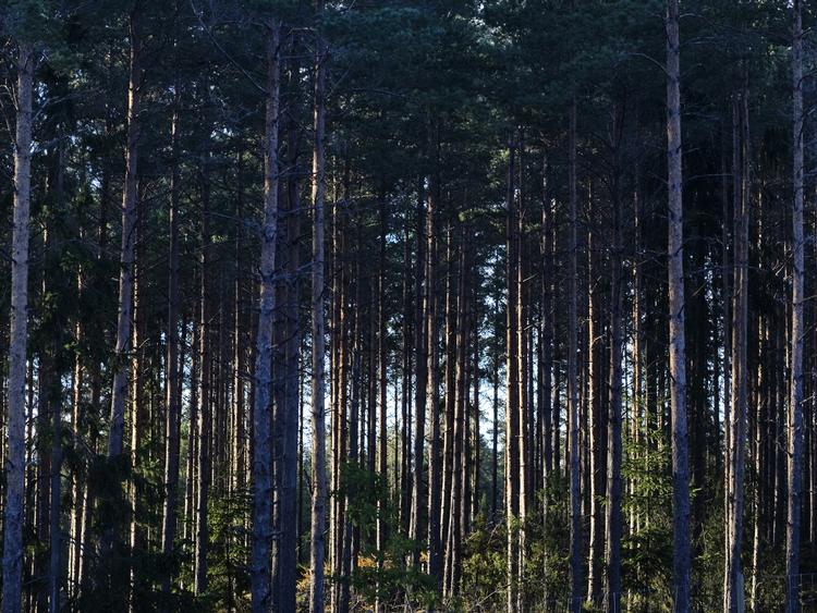 Mysterium. I fem år har den fundne dreng angiveligt boet i tyske skove med sin far. 