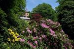 Blomsterdød. Sofiero slotspark er ramt af ødelæggende svamp. 