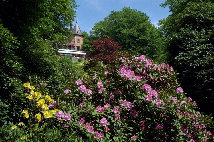 Blomsterdød. Sofiero slotspark er ramt af ødelæggende svamp. 