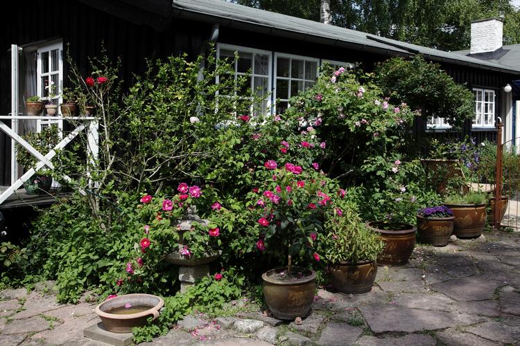Overvintring. Krukker, potter - og blomsterne heri skal indenfor om vinteren og stilles køligt men beskyttet mod frost. Arkivfoto. 