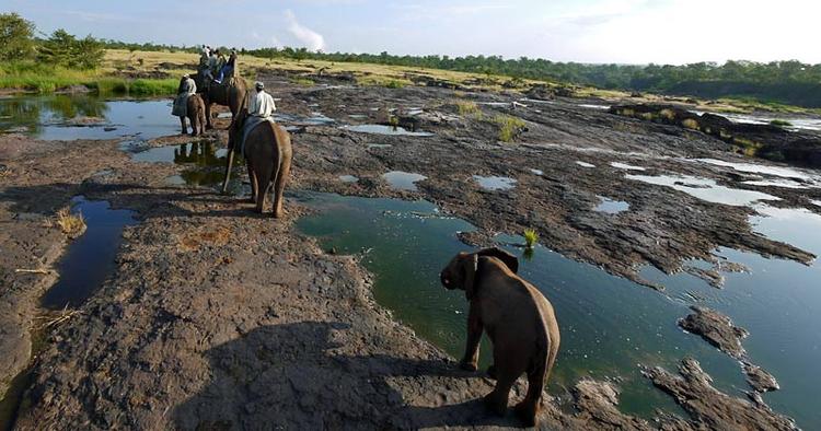 RIDETUR. De tamme elefanter lever frit i bushen i Victoria Falls' nationalpark. 
