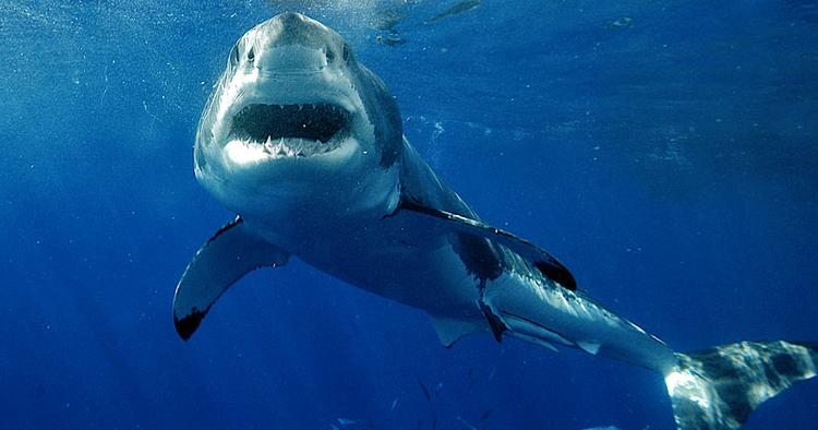 Rovdyr. For nylig blev 15-årig svømmer dræbt af en haj ved Réunion i Det Indiske Ocean. Hajen her har dog intet med den episode at gøre. 