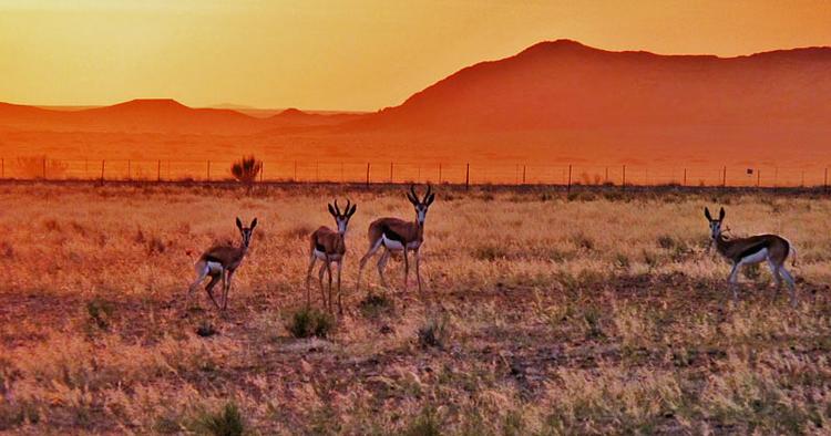 GRÆNSELØST. Fem afrikanske lande har lavet aftale, der muliggør, at bl.a. springbokken kan vandre på tværs af landegrænser, og turister besøge én stor naturpark med kun ét visum. 