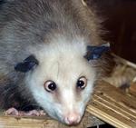Berømt. It's better to burn out than to fade away. Heidi blev tre og et halvt år. Foto: Leipzig Zoo. 