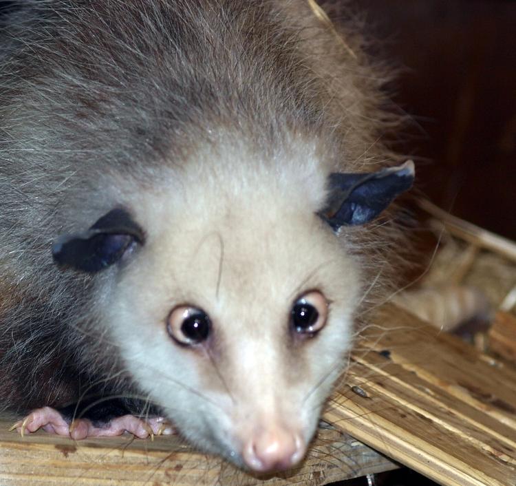 Berømt. It's better to burn out than to fade away. Heidi blev tre og et halvt år. Foto: Leipzig Zoo. 