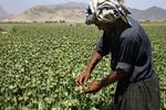 Stoppet. Afghanerne har altid været leveringsdygtige i tonsvis af heroin, men nu er de i hvert fald blevet 100 kilo fattigere. Arkivfoto fra en opiummark. 