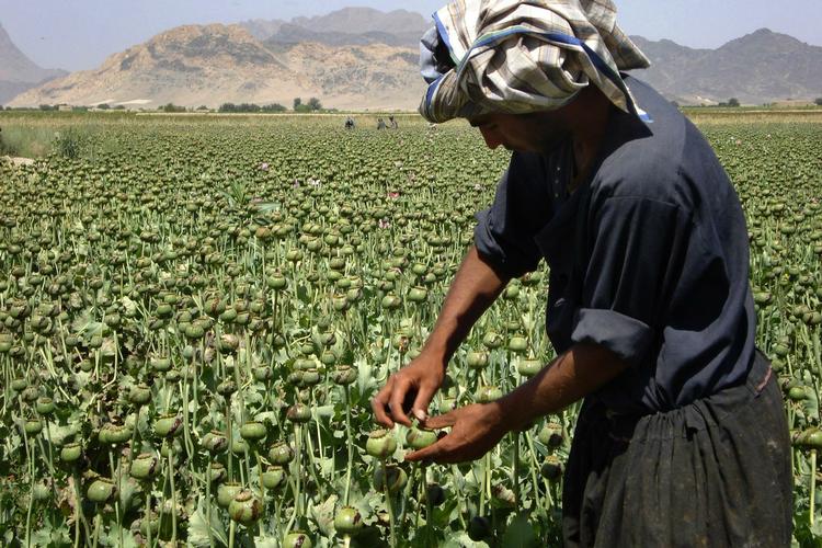 Stoppet. Afghanerne har altid været leveringsdygtige i tonsvis af heroin, men nu er de i hvert fald blevet 100 kilo fattigere. Arkivfoto fra en opiummark. 