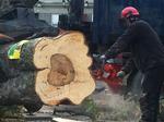 Væk. Det 114 år gamle kastanjetræ på Enghave Plads blev fældet kvart over fem i morges. 