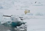 Dyreliv. Isbjørne hører naturligt hjemme omkring Svalbard. 