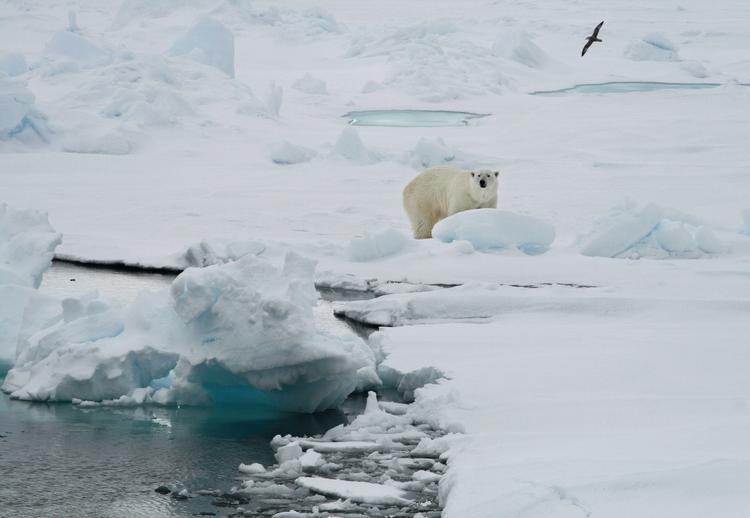 Dyreliv. Isbjørne hører naturligt hjemme omkring Svalbard. 