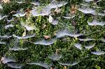 lolmorgen_009_08-10-2011_C4CM84K.jpg