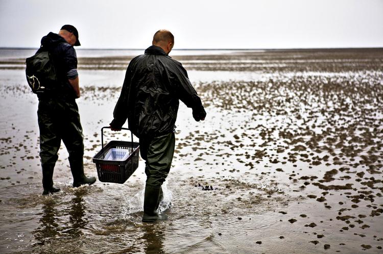 Våd affære. Der er en del vand at forcere, når man med kurv og østerskniv begiver sig ud i Vadehavet efter østers, hjertemuslinger og blåmuslinger. 
