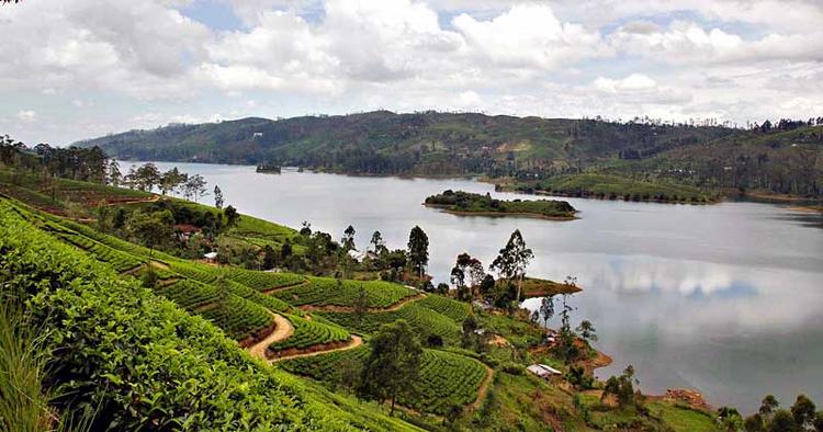 FRODIGT. Briterne hjalp med at udvikle, plante og dyrke gummitræer og te på Sri Lanka. 