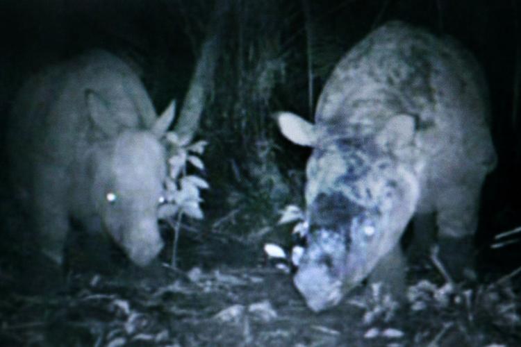 Sjælden. En javanæsehorns hun med sin unge fotograferet på Java i Indonesien. Nu er den sidste af slagsen i Vietnam blevet skudt. 