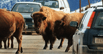 KØKULTUR. En af de mest overrendte nationalparker i USA er Yellowstone. 