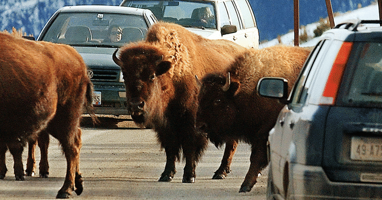 KØKULTUR. En af de mest overrendte nationalparker i USA er Yellowstone. 