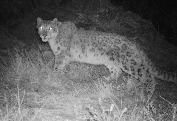 Klik. Sneleoparderne skal tælles i Nepal. Her har et kamera i Rusland taget et nattebillede af en sneleopard. 