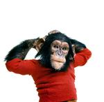 Abbekattestreger. Chimpansen blev opfostret som et lille barn, men efterhånden viste det sig, at den trods 'opdragelsen' bevarede sine dyriske instinkter, og efter fem år sluttede forsøget. 