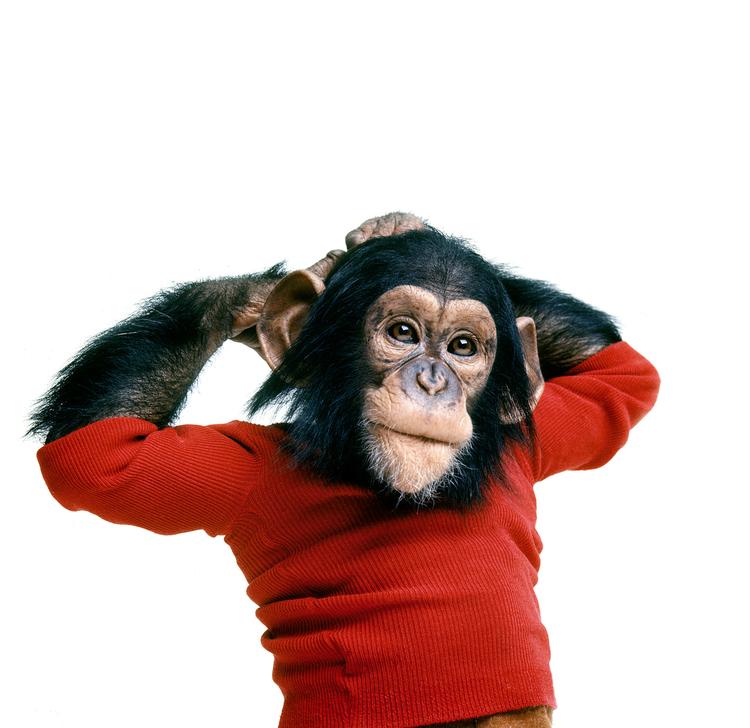 Abbekattestreger. Chimpansen blev opfostret som et lille barn, men efterhånden viste det sig, at den trods 'opdragelsen' bevarede sine dyriske instinkter, og efter fem år sluttede forsøget. 
