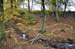 Naturfrit_284.2_05-11-2011_43CS3EK.jpg