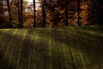 November, skriver Bredal, er årets dejligste måned, glødende af rødbrune farver med gullige glemsler, sitrende af lys gennem tågen, fyldt med poesi og tilgivelse og fred: Det går nok alt sammen. 