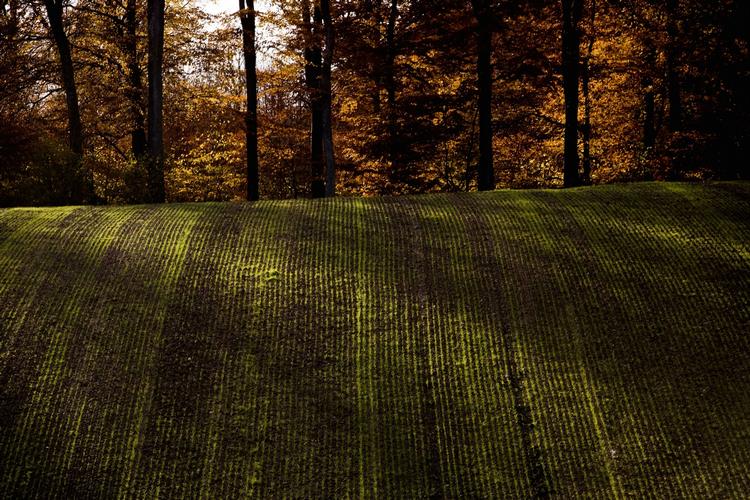 November, skriver Bredal, er årets dejligste måned, glødende af rødbrune farver med gullige glemsler, sitrende af lys gennem tågen, fyldt med poesi og tilgivelse og fred: Det går nok alt sammen. 