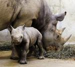 Jaget. Det sorte næsehorn er nu udryddet i Vestafrika. Her er det en mor med sin unge fotograferet i Saint Louis Zoo. 