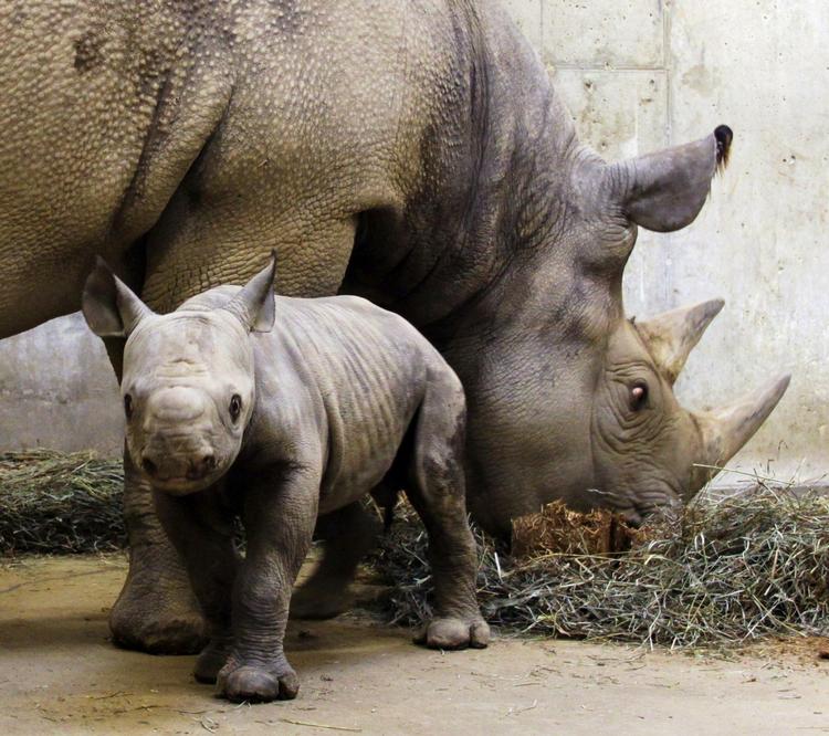 Jaget. Det sorte næsehorn er nu udryddet i Vestafrika. Her er det en mor med sin unge fotograferet i Saint Louis Zoo. 