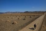 Langt væk. En enlig cyklist langs markerne nær byen Sariwon i det sydlige Nord-Korea. 
