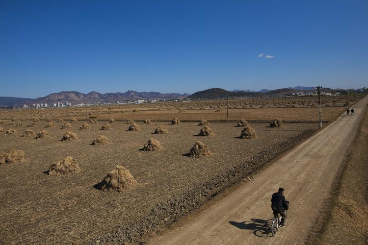 Langt væk. En enlig cyklist langs markerne nær byen Sariwon i det sydlige Nord-Korea. 