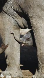 100 kg. Så meget spiser en elefant i München Zoo hver dag. Det betyder bjerge af bæ. Men heldigvis kan den bæ bruges til at skaffe strøm og varme til den zoologiske have. Her ses en 10 dage gammel unge hos sin mor Panang. Elefanterne bor i München Zoo. 