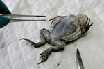 A toad being dissected at Copenhagen Zoo. Archive. 