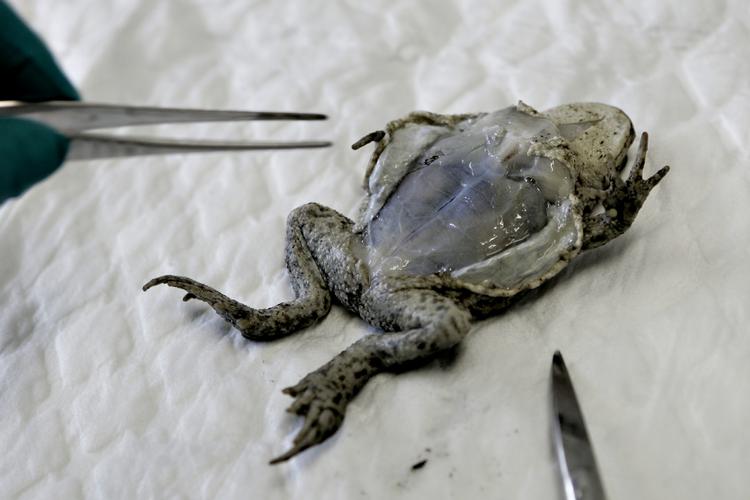 A toad being dissected at Copenhagen Zoo. Archive. 