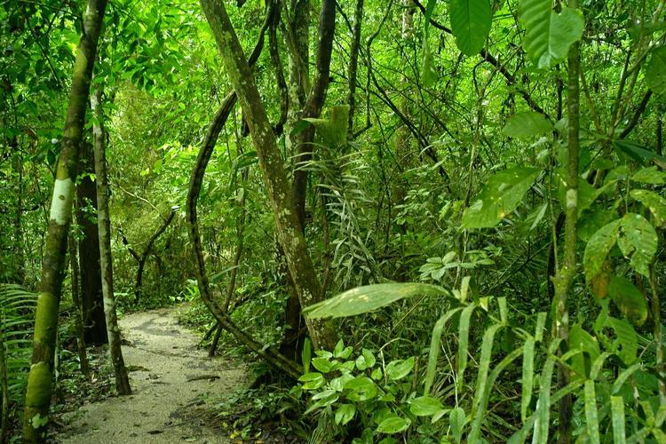 forgreninger. Hvert eneste ny træ, der bliver plantet et sted på kloden, er med til at bremse drivhuseffekten. En ny forskningsrapport har for nylig givet et første seriøst bud på, hvor mange milliarder ton CO2, klodens skove gemmer på. 