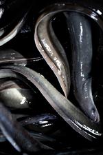 Storfiskeri. Der er gang i ålefiskeriet i Øresund, meddeler fritidsfiskere i Hornbæk. 