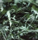 plum-salat-vild-rucola