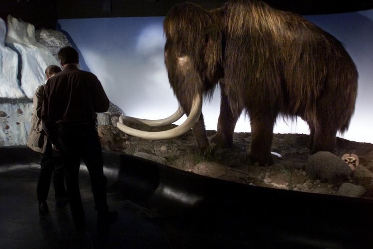 Fortidslevn. Zoologisk Museum i København har ladet sig nøje med at genskabe en mammut uden liv. 