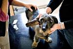 Akupunktur for hunde