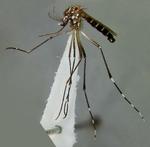 Stik. Ud over kløe, risikerer man visse steder at blive smittet med malaria, hvis man stikkes af myg. 