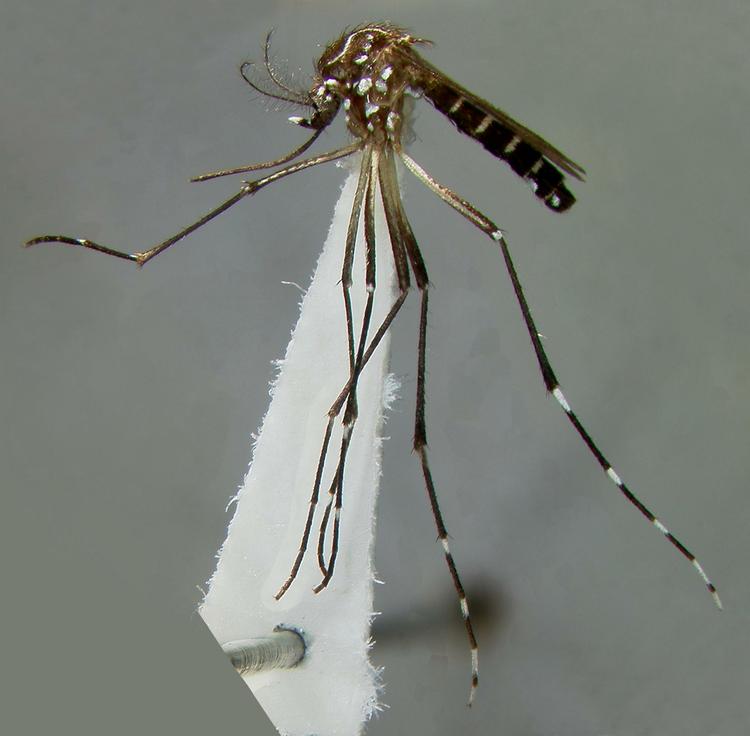 Stik. Ud over kløe, risikerer man visse steder at blive smittet med malaria, hvis man stikkes af myg. 