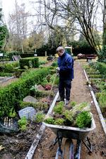 Nyt angreb. Assistens Kirkegård på Nørrebro i København er ramt af den nye svampesygdom Cylindrocladium buxicola. Derfor har gartnerne i november i år gravet samtlige buksbomhække op i et område af kirkegården, samtidig med at de lagde nye kantsten. De har også været i gang et par andre steder på Assistens. Svampesygdommen har endnu ikke fået et dansk navn.  Foto: Iben M. Thomsen 