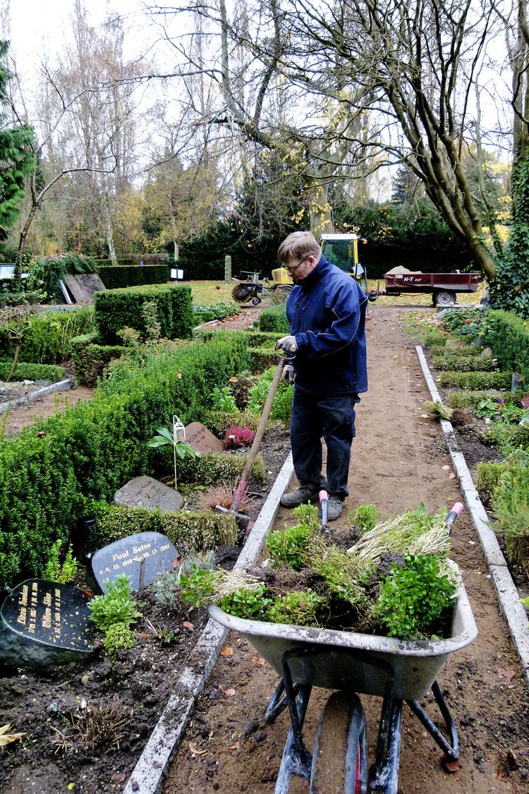 Nyt angreb. Assistens Kirkegård på Nørrebro i København er ramt af den nye svampesygdom Cylindrocladium buxicola. Derfor har gartnerne i november i år gravet samtlige buksbomhække op i et område af kirkegården, samtidig med at de lagde nye kantsten. De har også været i gang et par andre steder på Assistens. Svampesygdommen har endnu ikke fået et dansk navn.  Foto: Iben M. Thomsen 