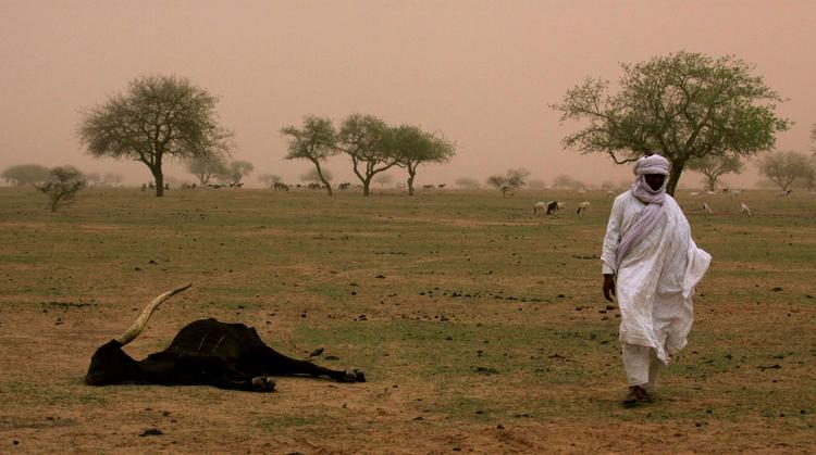 Akut. Niger er på mange måder sultens epicenter. Landet tegner sig for en femtedel af de børn, der globalt blev behandlet for svær akut fejlernæring på offentlige sundhedsklinikker i 2010, bl.a. som følge af svære vilkår for små landbrug. 