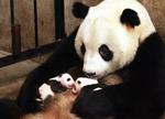 formering. Pandaen Lou Sheng passer på sine unger født i Shaanxi Rare Wildlife Breeding and Research Center. 