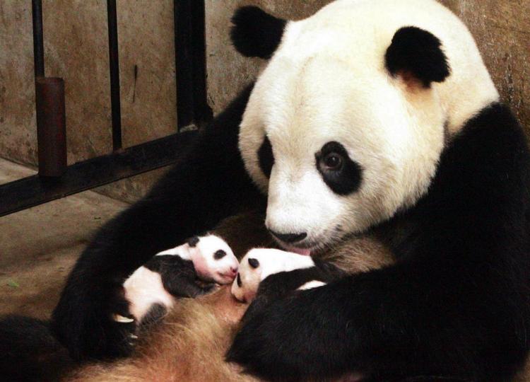formering. Pandaen Lou Sheng passer på sine unger født i Shaanxi Rare Wildlife Breeding and Research Center. 