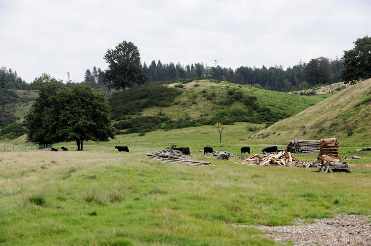 Naturplan. Blandt de områder, der skal plejes bedre, Svanninge Bakker på Fyn. 