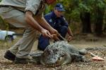 Angreb. I 2005 satte denne krokodille tænderne i en 60-årig mand ved Cape York i Australien. Nu har endnu en krokodille formentlig været på spil i området. 