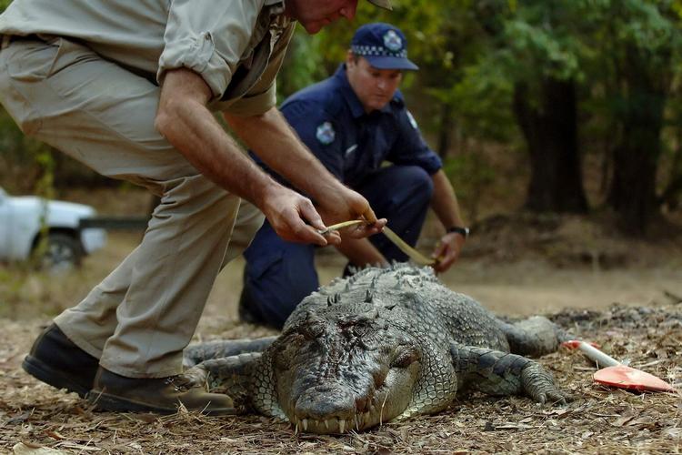 Angreb. I 2005 satte denne krokodille tænderne i en 60-årig mand ved Cape York i Australien. Nu har endnu en krokodille formentlig været på spil i området. 