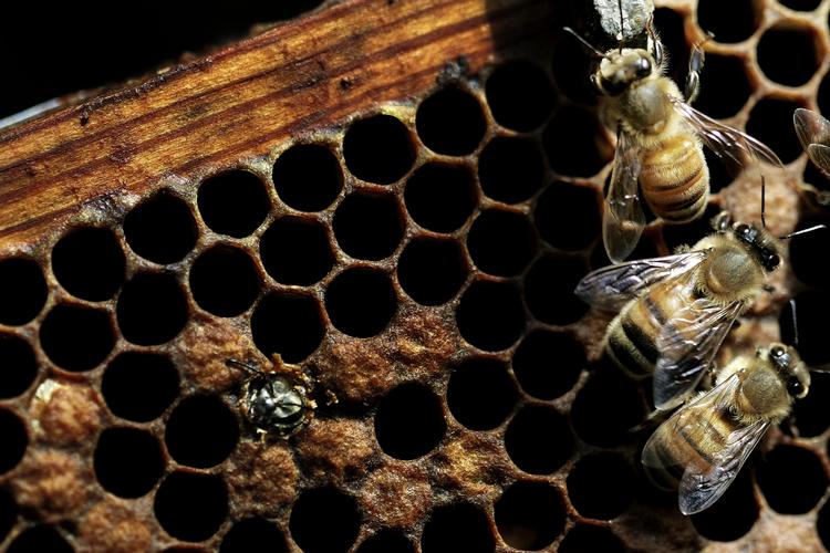 Priser. Et projekt, der har fået tre millioner bier til København, er netop blevet præmieret af Foreningen til Hovedstadens Forskønnelse - der i øvrigt fremover blot hedder Forskønnelsen. 